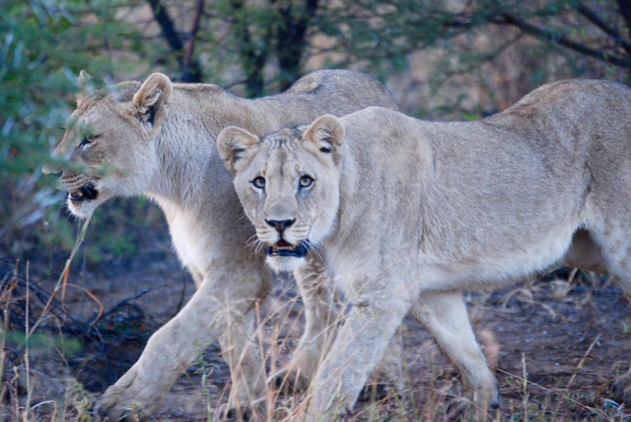 Kgorogoro Lodge Pilanesberg Dış mekan fotoğraf